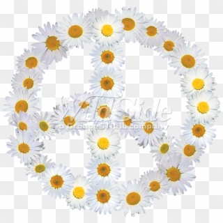 Daisy Flower Peace Sign - African Daisy, HD Png Download