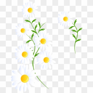 #white #daisy #daisies #flower #flowers #floral #spring - White Daisy Clipart Png, Transparent Png