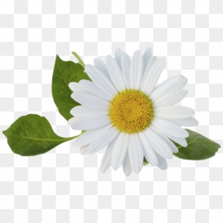 Chamomile, HD Png Download