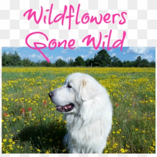 Great Pyrenees, HD Png Download