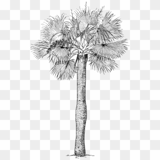 This Free Icons Png Design Of Puerto Rican Hat Palm, Transparent Png