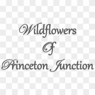 Wildflowers Of Princeton Junction - Calligraphy, HD Png Download