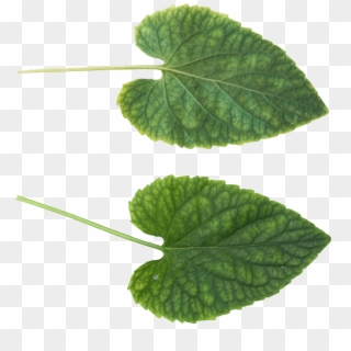 Green Leaves - Cucumber Leaf Png, Transparent Png