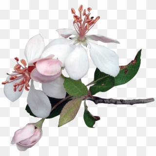 Apple Tree Flowers - Apple Tree Flower Png, Transparent Png