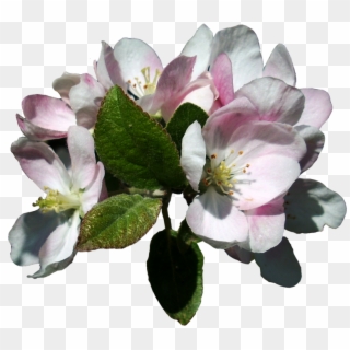 Apple Tree Blossoms Transparent, HD Png Download