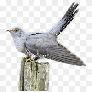 Cuckoo On A Wooden Pole - Cuckoo Transparent Background, HD Png Download