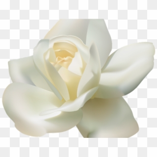 White Rose Png Transparent Images - 3 White Rose Png, Png Download