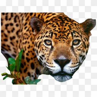 Jaguar Png Image - Jaguar Belize, Transparent Png