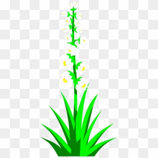 Yucca Plant Clipart Clipground - Yucca Plant Clipart, HD Png Download