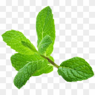 #leaf #plant #mint #leaves - Peppermint White Background, HD Png Download