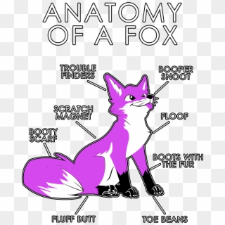 Anatomy Of A Fox - Red Fox Anatomy, HD Png Download
