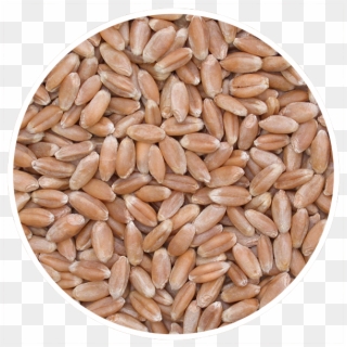 Cwrw - Agriculture Rye Pics Of Types Of Grain, HD Png Download