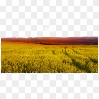 #ftestickers #landscape #field #wheat #sunrise - Beautiful Sunset Field, HD Png Download