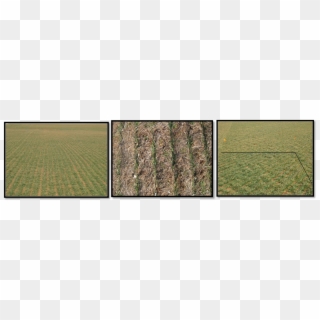 Winter Wheat And Nitrogen Rich Strips - Sorghum, HD Png Download