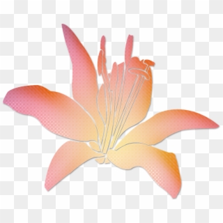 Lily, HD Png Download
