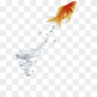 #goldfish #jumping #water - Stock Goldfish, HD Png Download