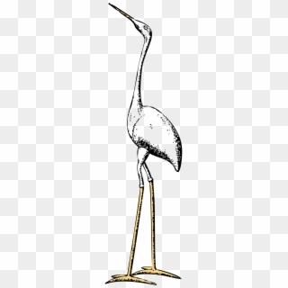 Tall Stork, HD Png Download