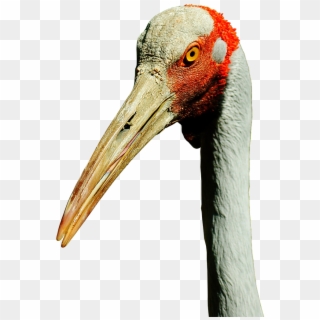 Brolga,australian Bird,bird, - Crane Bill, HD Png Download