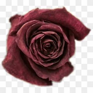 #deadrose #wiltedrose #typical #beauty #softgrunge - Dead Roses Png, Transparent Png