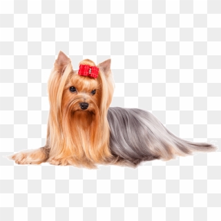 Yorkie Png - Yorkshire Terrier Png, Transparent Png