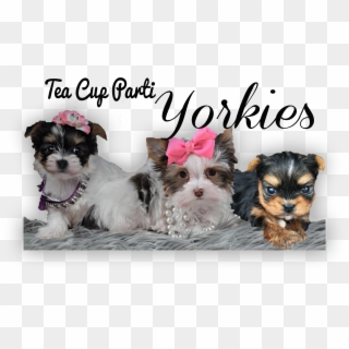 Tea Cup Parti Yorkies - Morkie, HD Png Download
