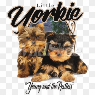 Little Yorkie Young & Restless - Yorkshire Terrier, HD Png Download
