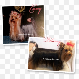 Pages - Yorkshire Terrier, HD Png Download