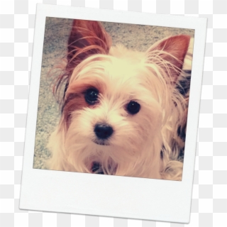 Pause - Yorkshire Terrier, HD Png Download