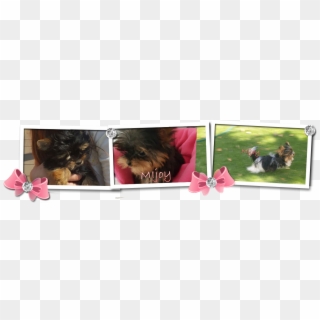 Mijoy Yorkies And Mijoy Biewers - Yorkshire Terrier, HD Png Download
