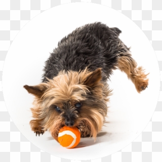 Committed - Yorkshire Terrier, HD Png Download