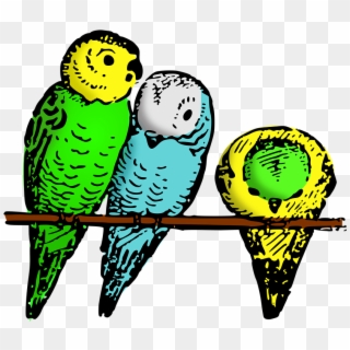 Animal Bird Budgie Lutz Parakeet - Blue And Green Birds Hd, HD Png Download