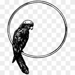 Download Png - Bird In A Circle, Transparent Png