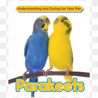 Parakeet, HD Png Download