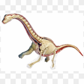Brachiosaurus Anatomy Model - 4d Vision Brachiosaurus, HD Png Download