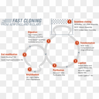 Fast Cloning Neb - Fast Cloning, HD Png Download