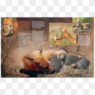 This Is A Picture Of A Mom Red Fox Nursing Her Young - Inside A Red Fox Den, HD Png Download