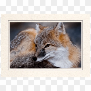 Red Fox - Swift Fox, HD Png Download