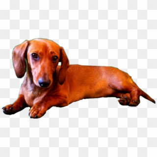 Dachshund, HD Png Download