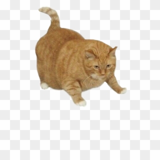 #cat #fatcat #fat #kitty #kitten #orangecat #chubby - Dont Fit In Anywhere Cat, HD Png Download