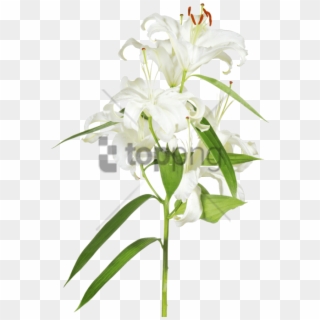Free Png Easter Cross With Lilies Transparent Png Image - Easter Lilies With Transparent Background, Png Download
