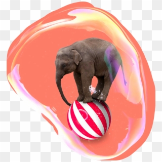 #circus #elephant #bubble - Elephant On A Ball, HD Png Download