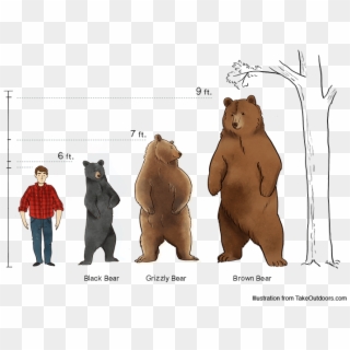 Comparison Of Commonly Found Bears And Their Sizes - Comparison Kodiak Bear Height, HD Png Download