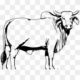 Drawn Cow Vector - Bull Colouring Pages, HD Png Download