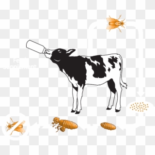 Cattle Vector Cow Switzerland - Cow Feeding Icon, HD Png Download