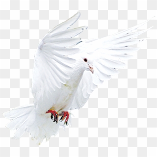 Beak Feather Flying Pigeons Transprent Png Free - Buddhism, Transparent Png