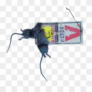 Rat Trap Snitches Beware - 2 Rats In One Trap, HD Png Download