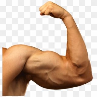 Muscle Arm Png Background Images - Barechested, Transparent Png