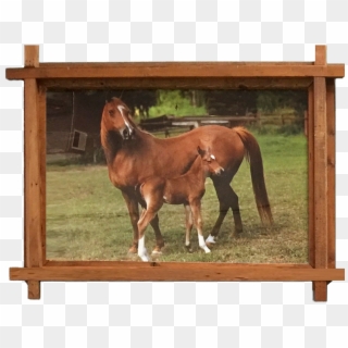 Horse Picture Frame - Sorrel, HD Png Download