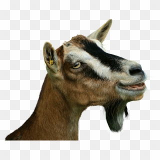 Aint Nobody Goat Time Fo Dat Undertale Roblox Face Ain T Nobody Goat Time Hd Png Download 649x929 282433 Pngfind - aint nobody goat time fo dat undertale roblox face ain t nobody