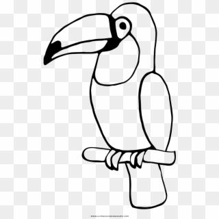 Toucan Coloring Page - Toucan, HD Png Download
